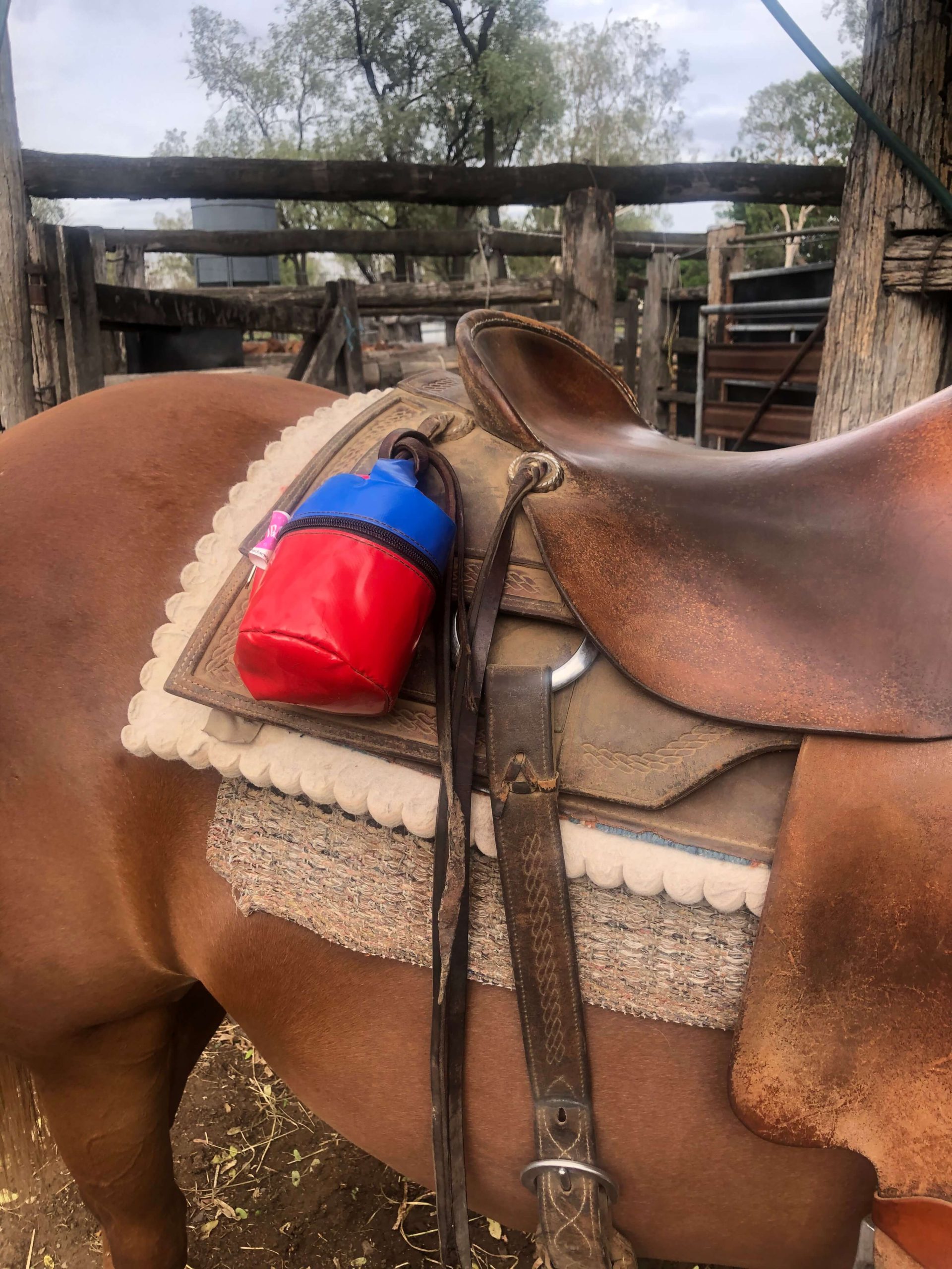 Red and blue PVC toilet roll holder secured to a horse saddle, perfect for riding, mustering, and outdoor activities.