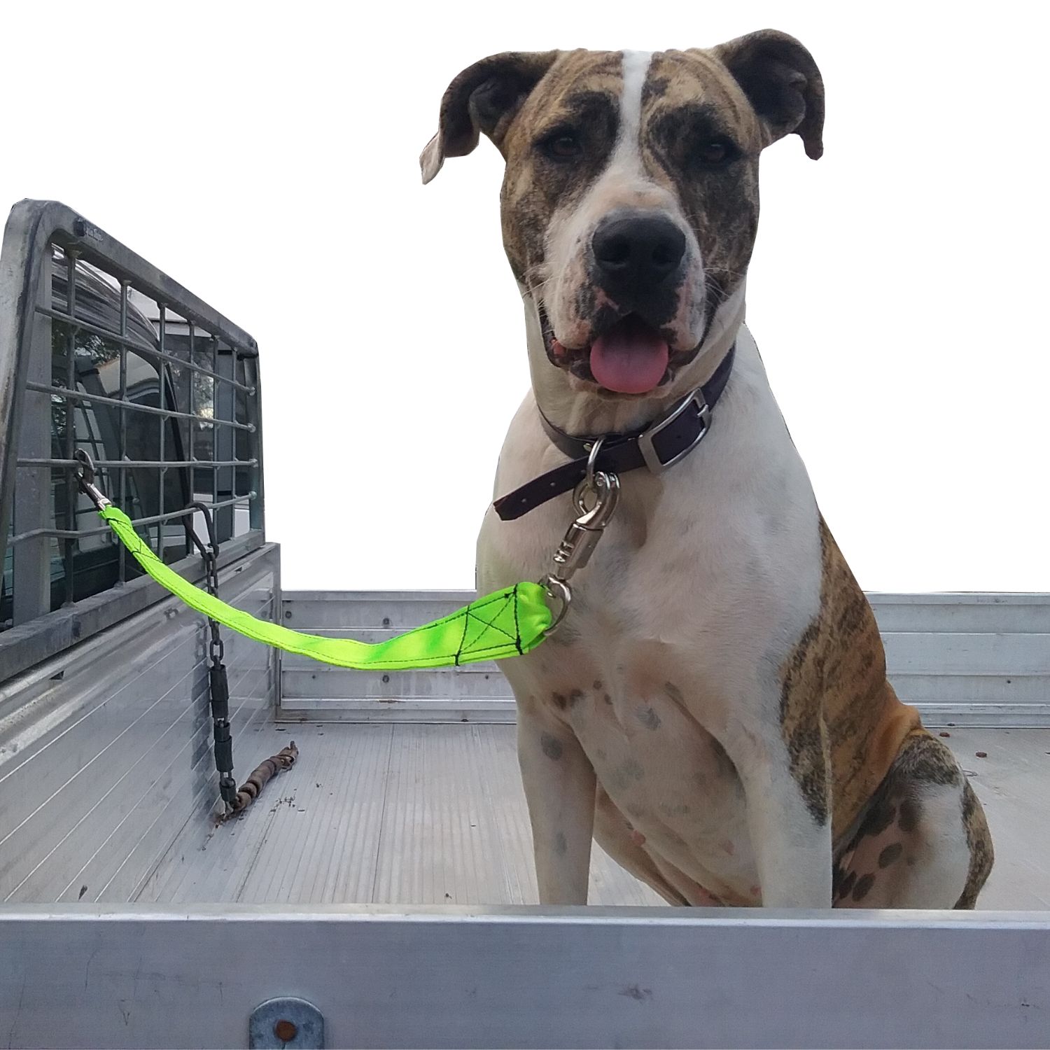 Heavy Duty Panic Quick Release Ute Lead – 61cm Dog Safety Tie. Dog sitting on the back of a ute tied up.